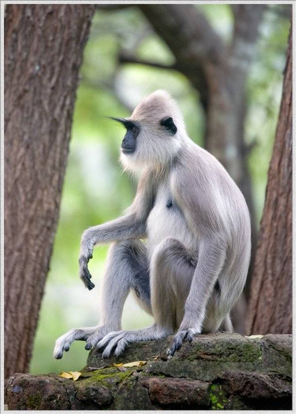 , Сергей Милицкий