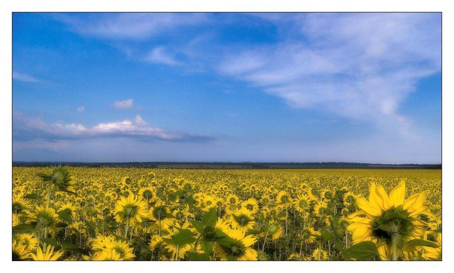 подсолнухи, подсолнухи, и еще раз подсолнухи  :), Александр Дубовицкий