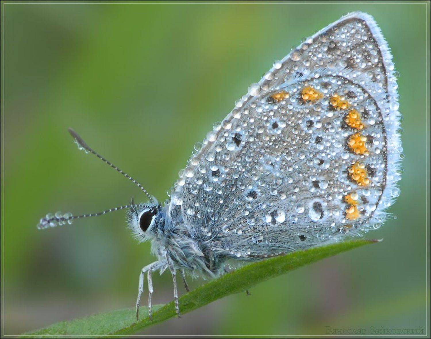 утро, роса, голубянка, Вячеслав Зайковский