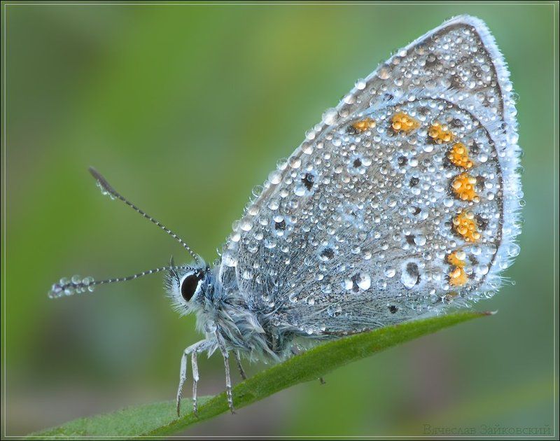 утро, роса, голубянка Утренняя фото превью
