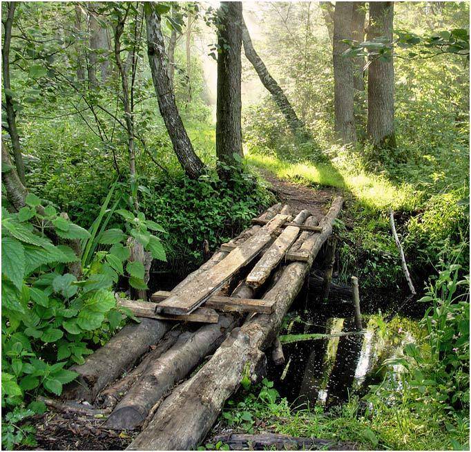 лето, мостик, лес, Павел Дунюшкин