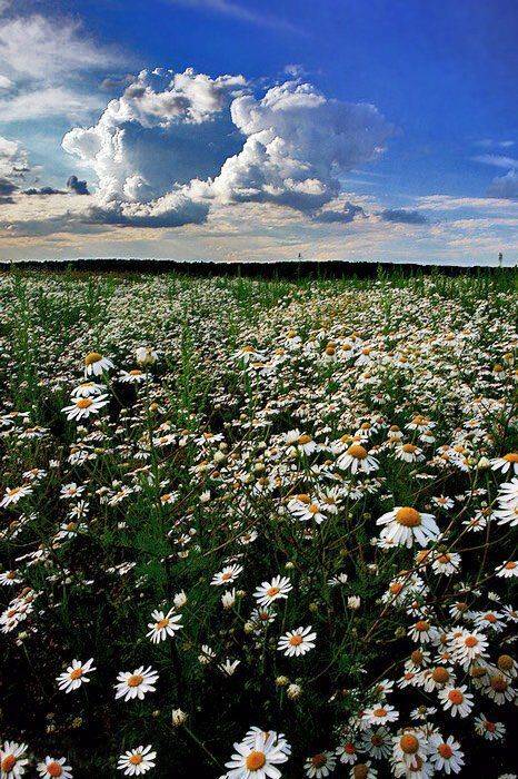 ромашки, луг, senjor