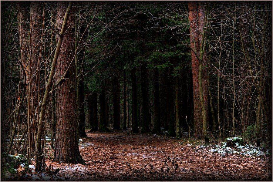 лес, чаща., senjor