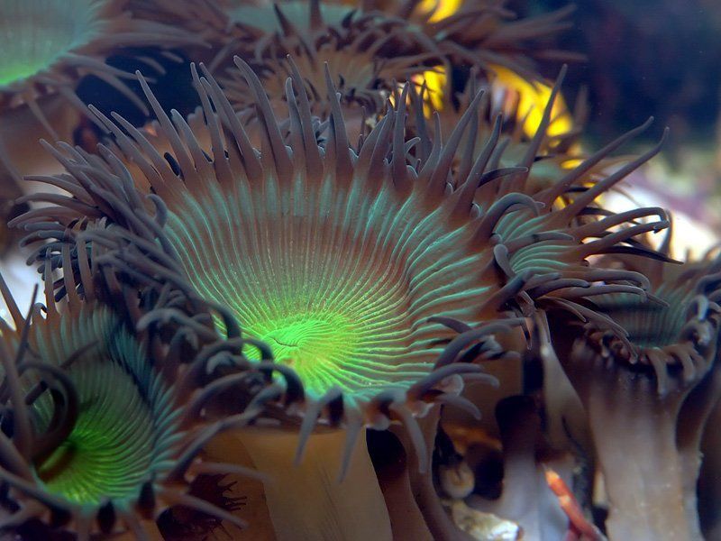 Zoanthus Sp. фото превью