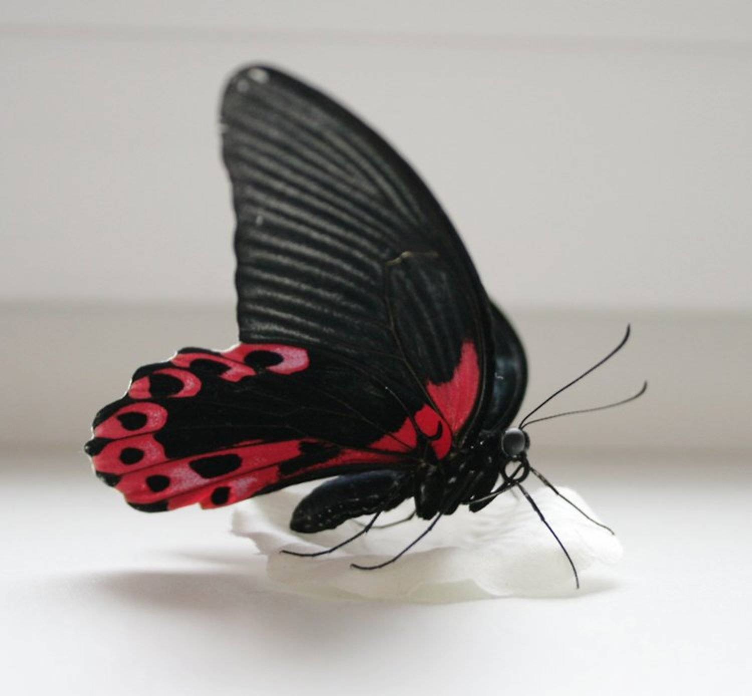 филиппинская бабочка, Lelya