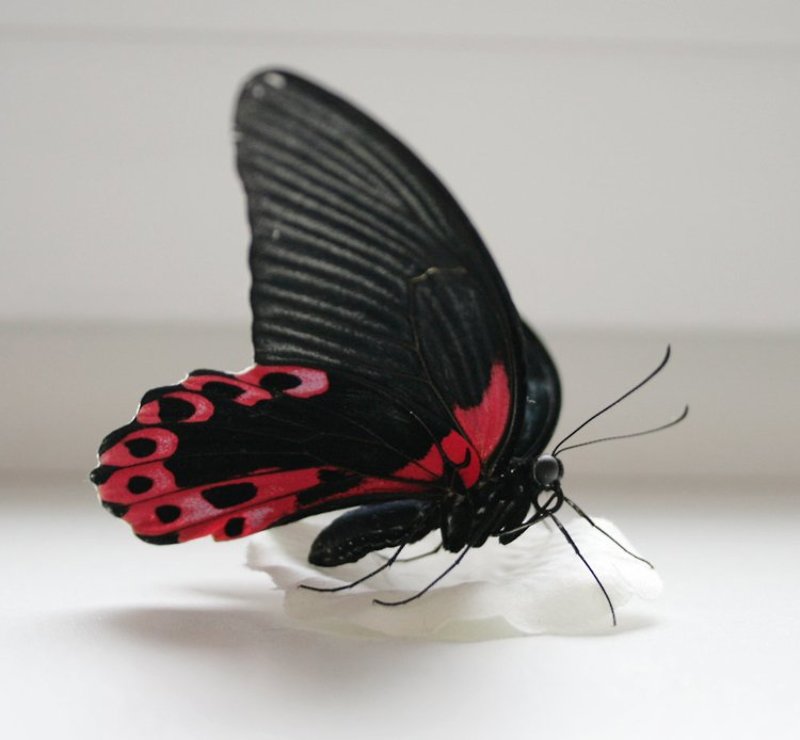 филиппинская бабочка Филиппинская красавица фото превью