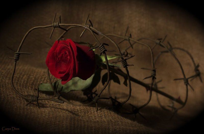 роза, шипы, колючая проволока, конфликт Шипы фото превью