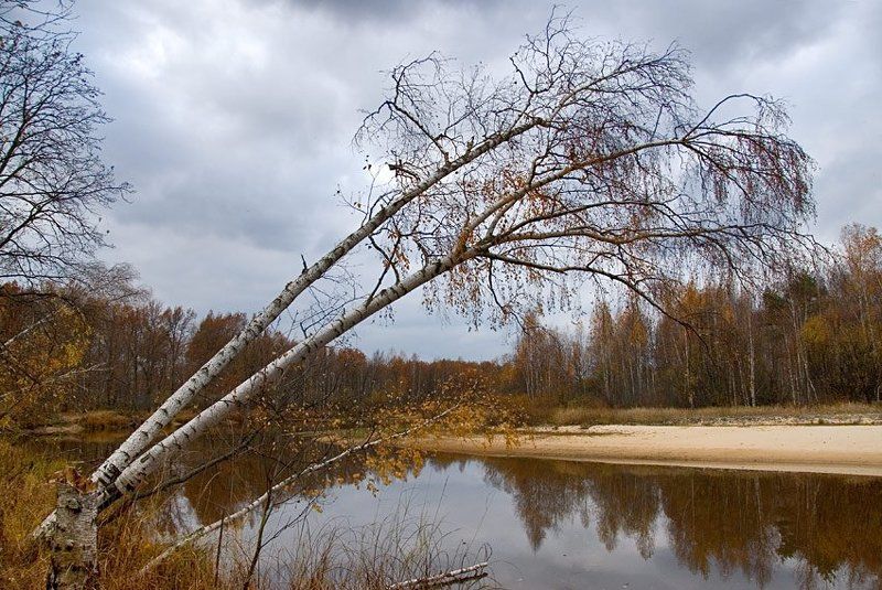 осень,река,лес,дерево,отражения Серия \
