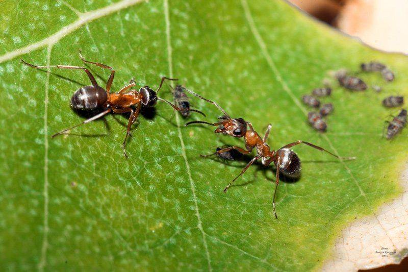 макро,муравьи, Качурин Алексей