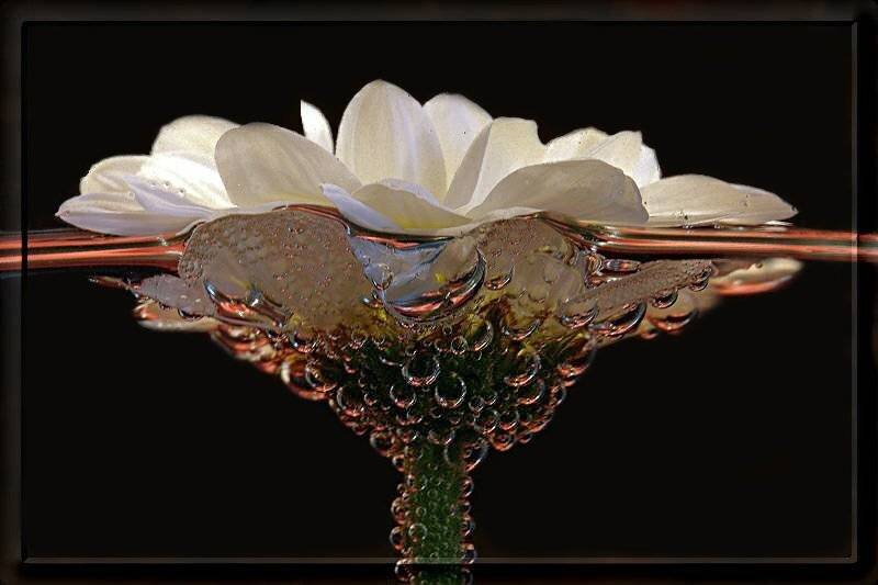 цветок, Шевцова  Алена