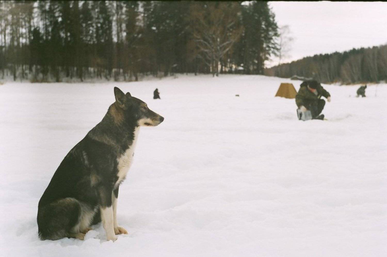 kamushek, helios, пленка, зенит-122, kamushek