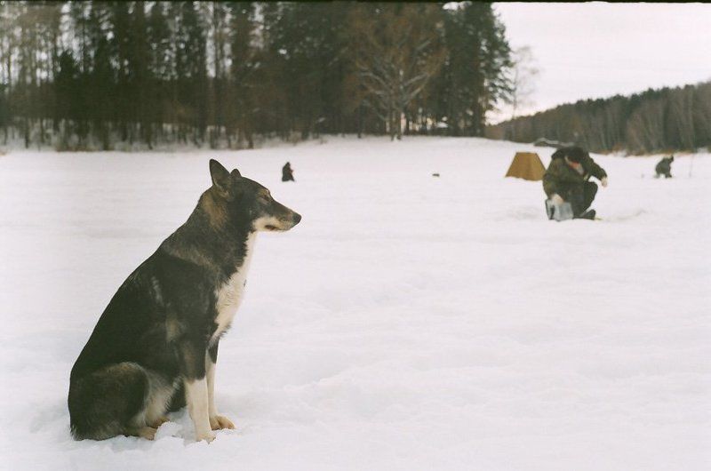 kamushek, helios, пленка, зенит-122 *** фото превью