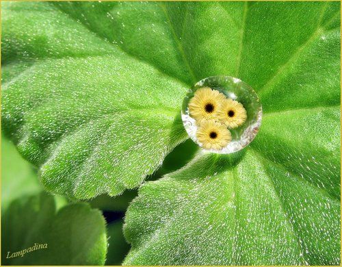 Капелька на мохнатой ладошке)