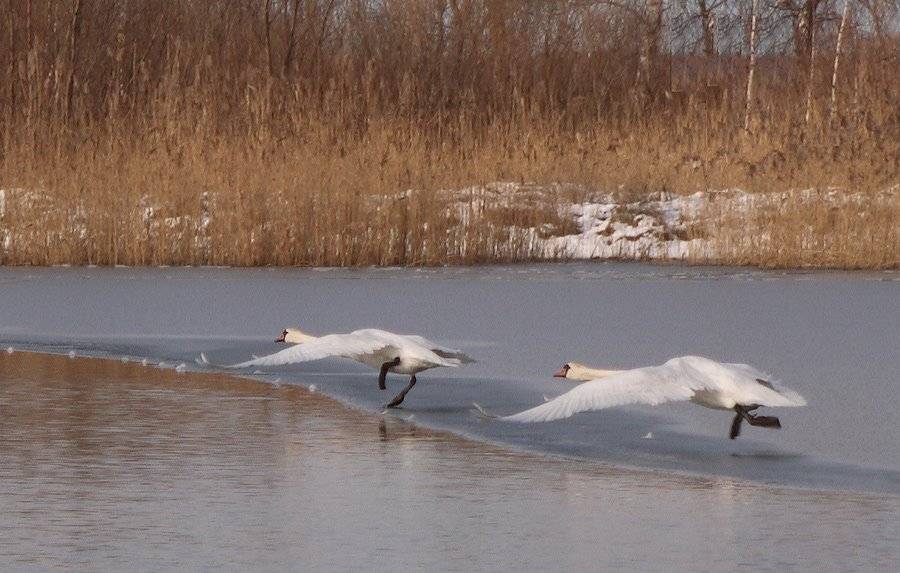 , Павел Дунюшкин