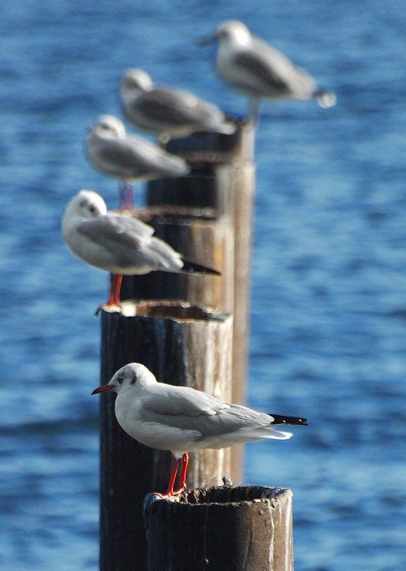 Птичий ТуАлЕт фото превью