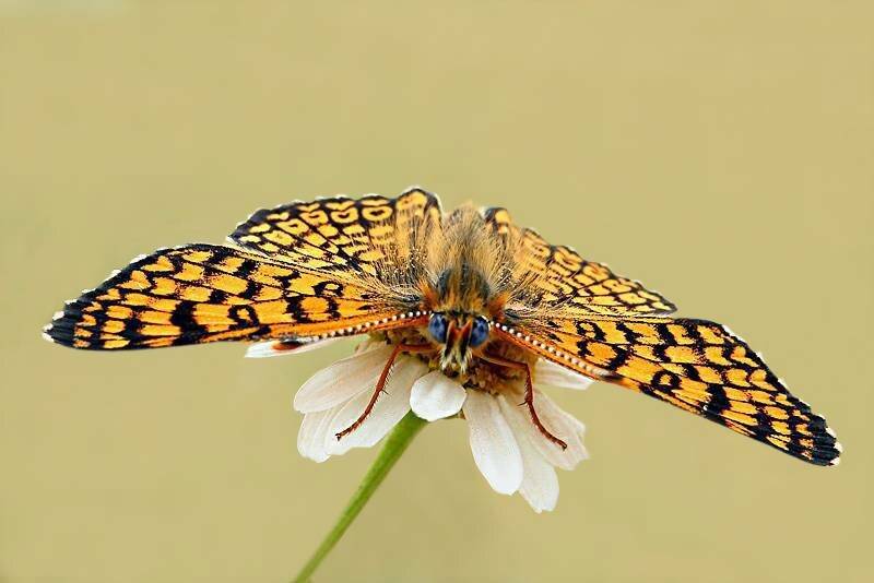 бабочка, шашечница, Шевцова  Алена