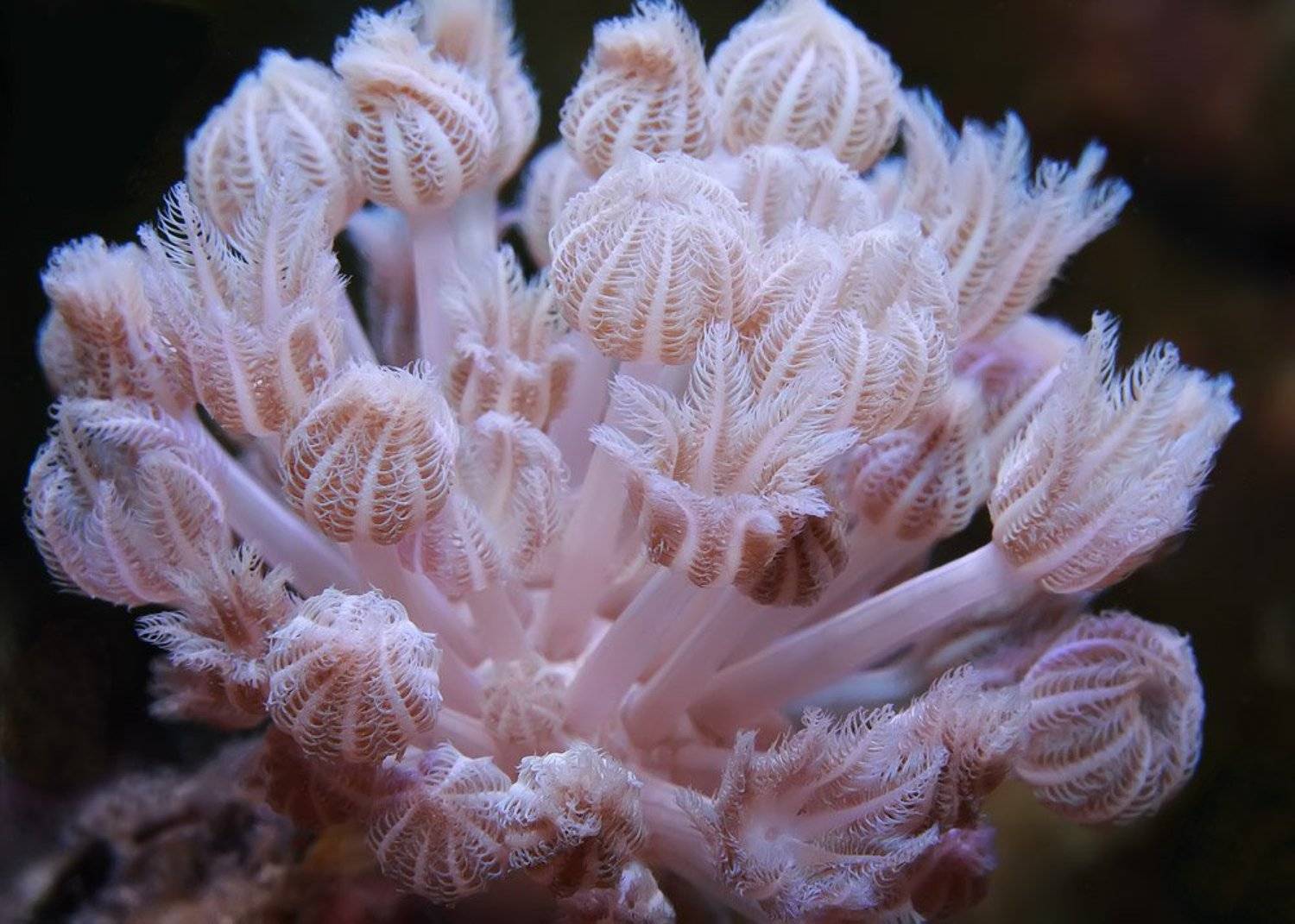 , Николай Строчков