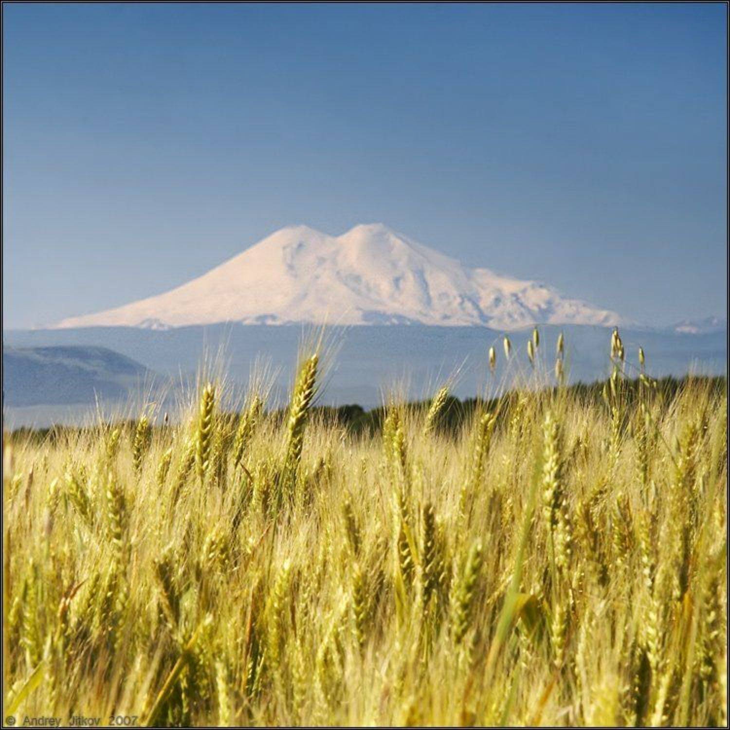 лето, колосья, эльбрус, гора, пейзаж, Андрей Житков