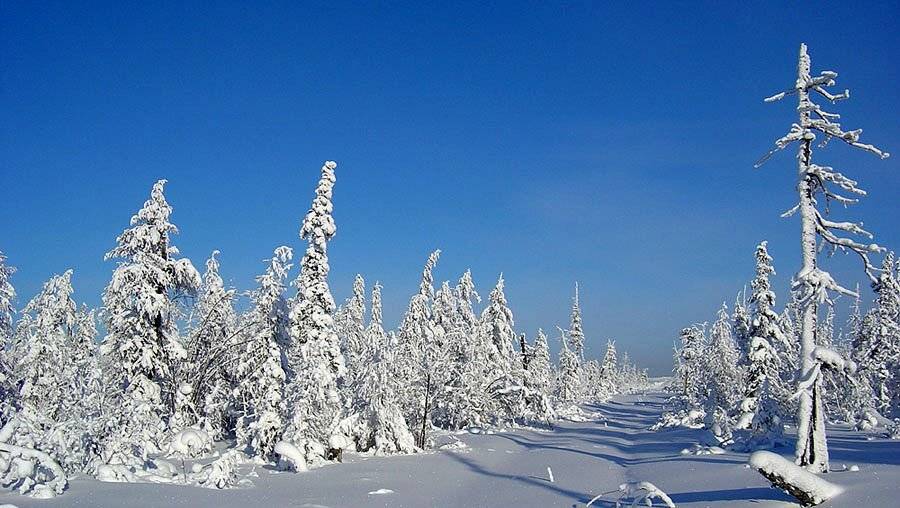 тайга,зима,заполярье, Солодухин Виктор