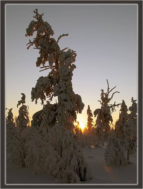 утро,тайга,зима, Солодухин Виктор