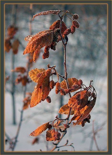 ольха, Солодухин Виктор