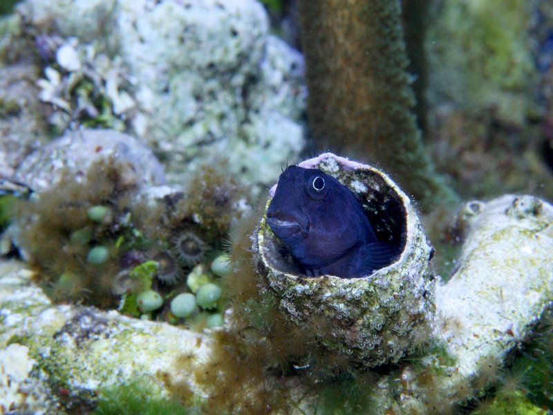 Кто здесь?! фото превью