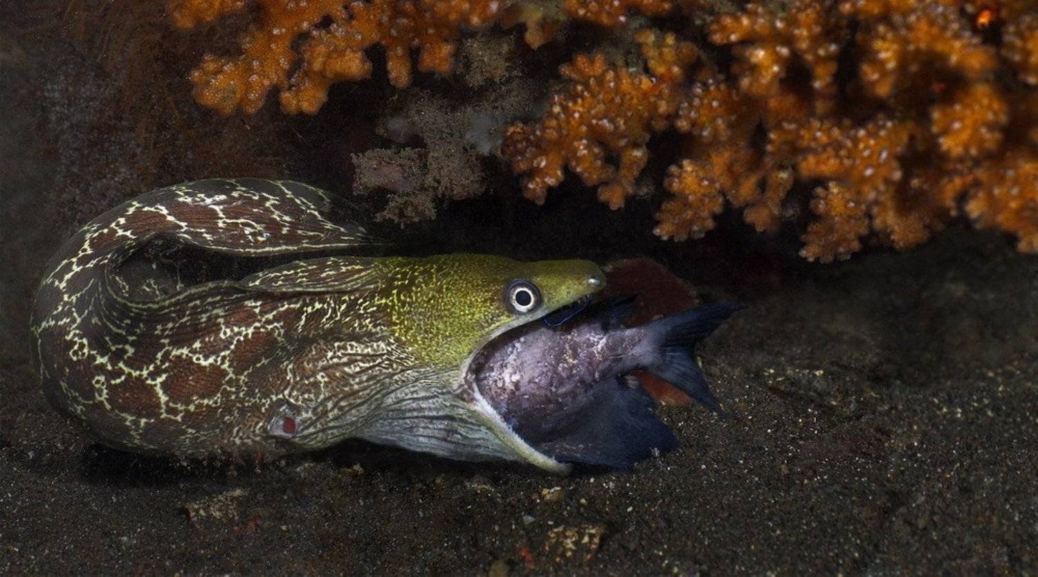 мурена,охота,бали, fotomafia