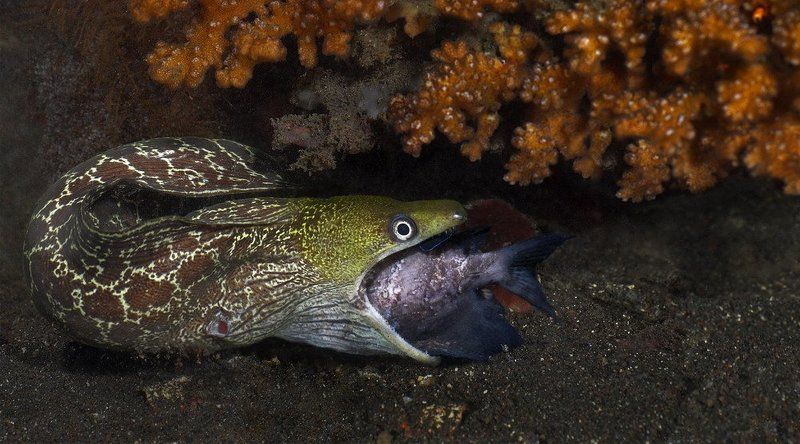 мурена,охота,бали Ночная охота фото превью