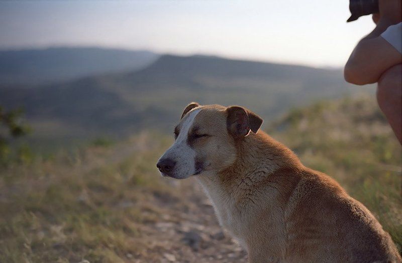 собака, фотограф der Hund фото превью