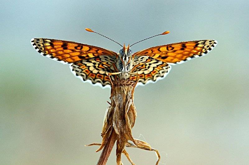 бабочка, Шевцова  Алена