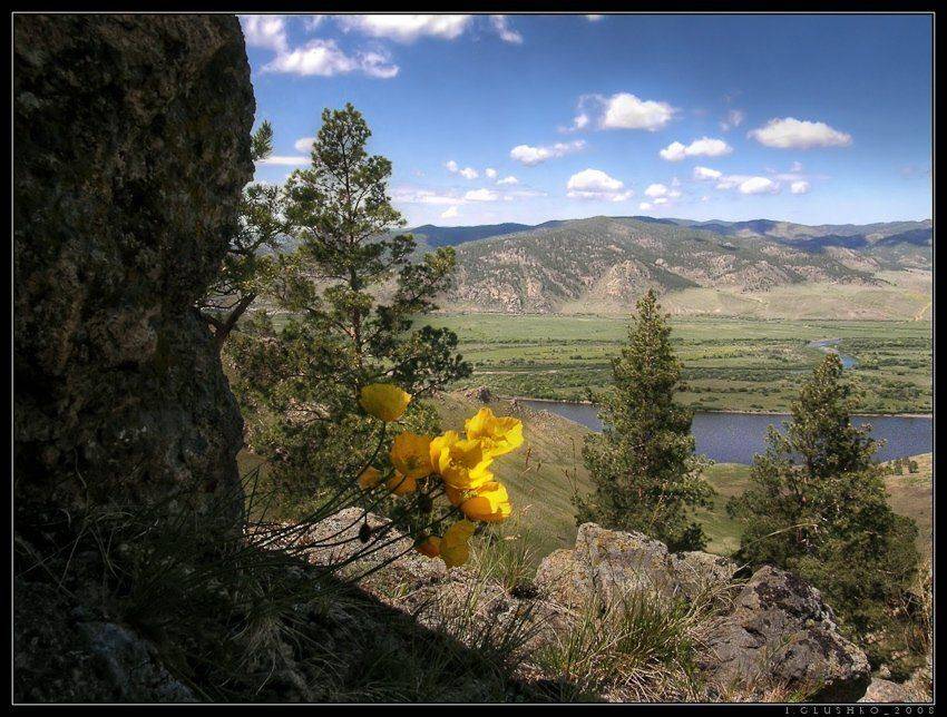 горы, цветы, маки, бурятия, река, лето, Игорь Глушко