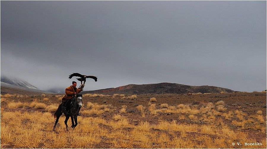 беркутчи, Вадько