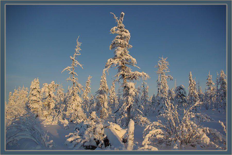 тайга,зима,январь,заполярье, Солодухин Виктор