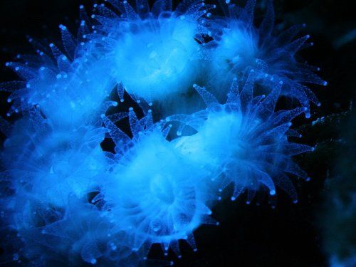 Микрокосмос