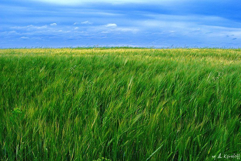 рай, поле, луг, колосья, лето, небо Heaven... фото превью