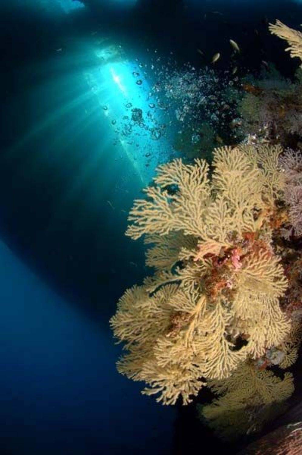 море, коралл, дайвинг, природа, пейзаж, Svetlana Nosova