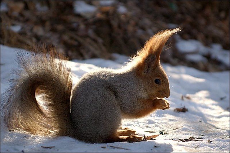 кисловодск, зверьё, белки Солнечная белка фото превью