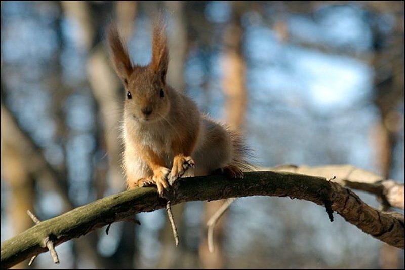 кисловодск, зверьё, белки Любопытная фото превью