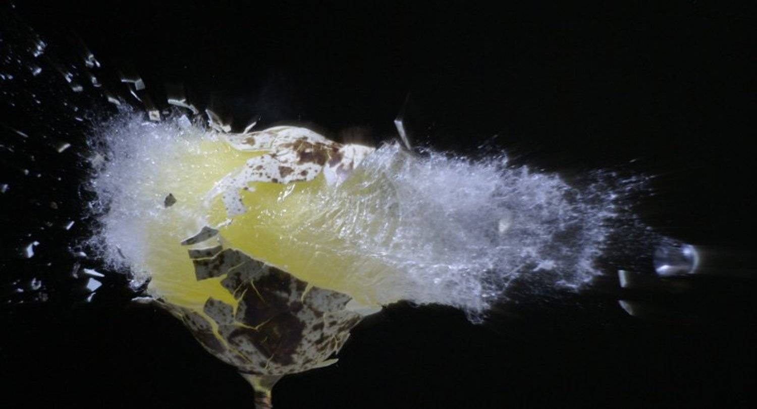 перепелиное,яйцо,пуля,выстрел,скоростная,фотография, Maxim