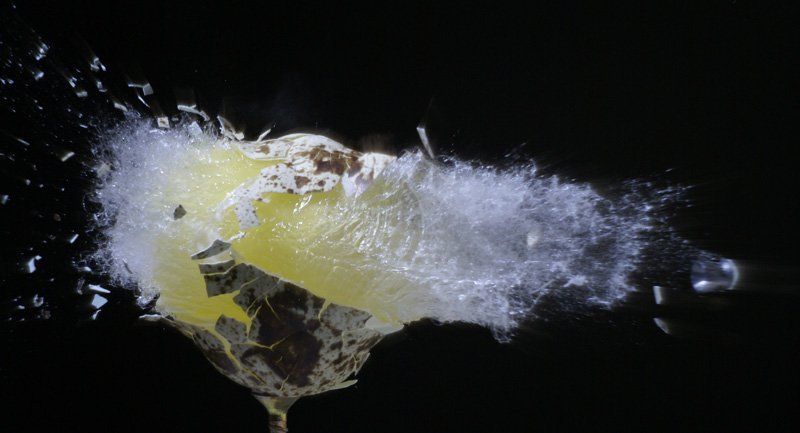 перепелиное,яйцо,пуля,выстрел,скоростная,фотография Убийство фото превью