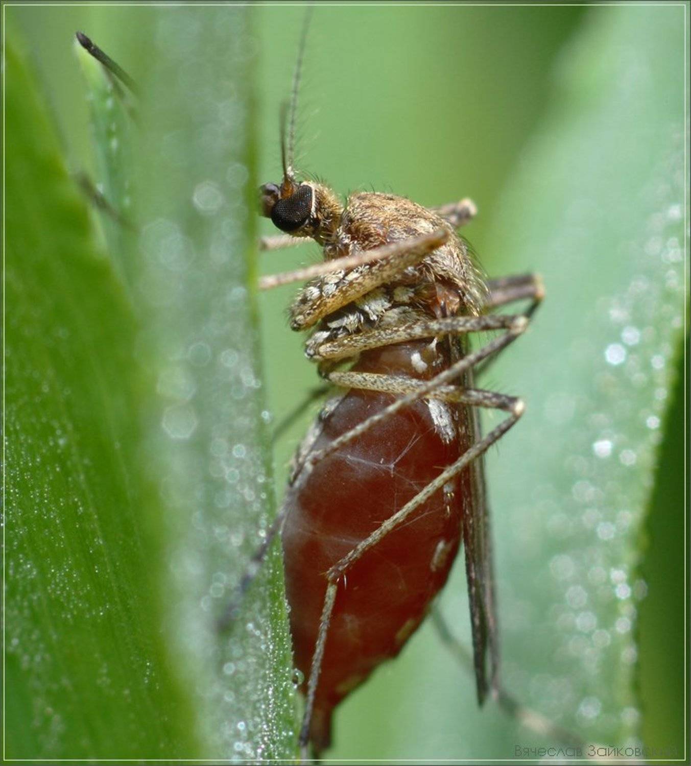 комар, трава, роса, Вячеслав Зайковский