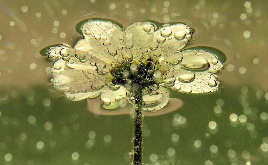 цветок, Шевцова  Алена