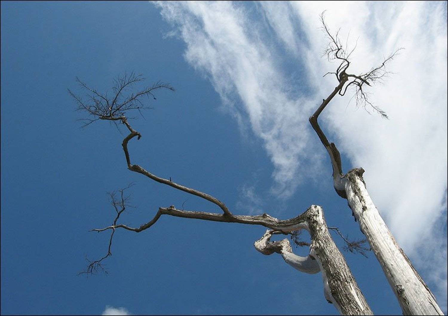 иероглиф, небо, дерево, португалия, Cameo