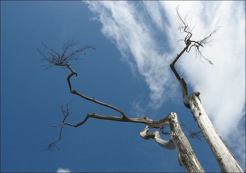 иероглиф, небо, дерево, португалия Вот такой вот иероглиф! фото превью