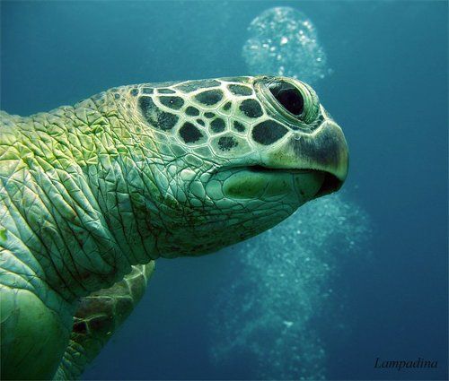 Портфолио для знакомой черепахи)))