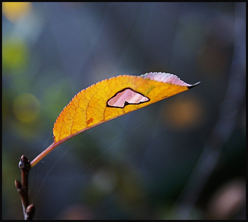 лист, солнце, ожог, сердце Сердце фото превью