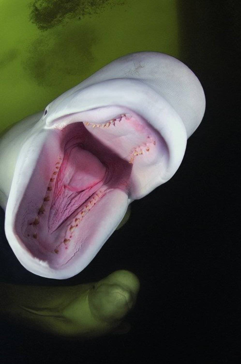 море белухи природа животные, Svetlana Nosova