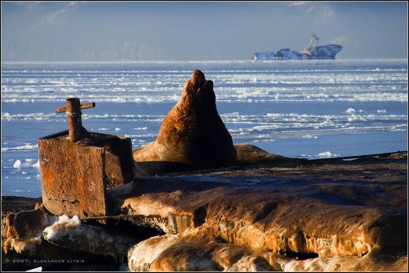 морской,лев,сивуч,авария,причал,лед,зима,камчатка Реквием фото превью