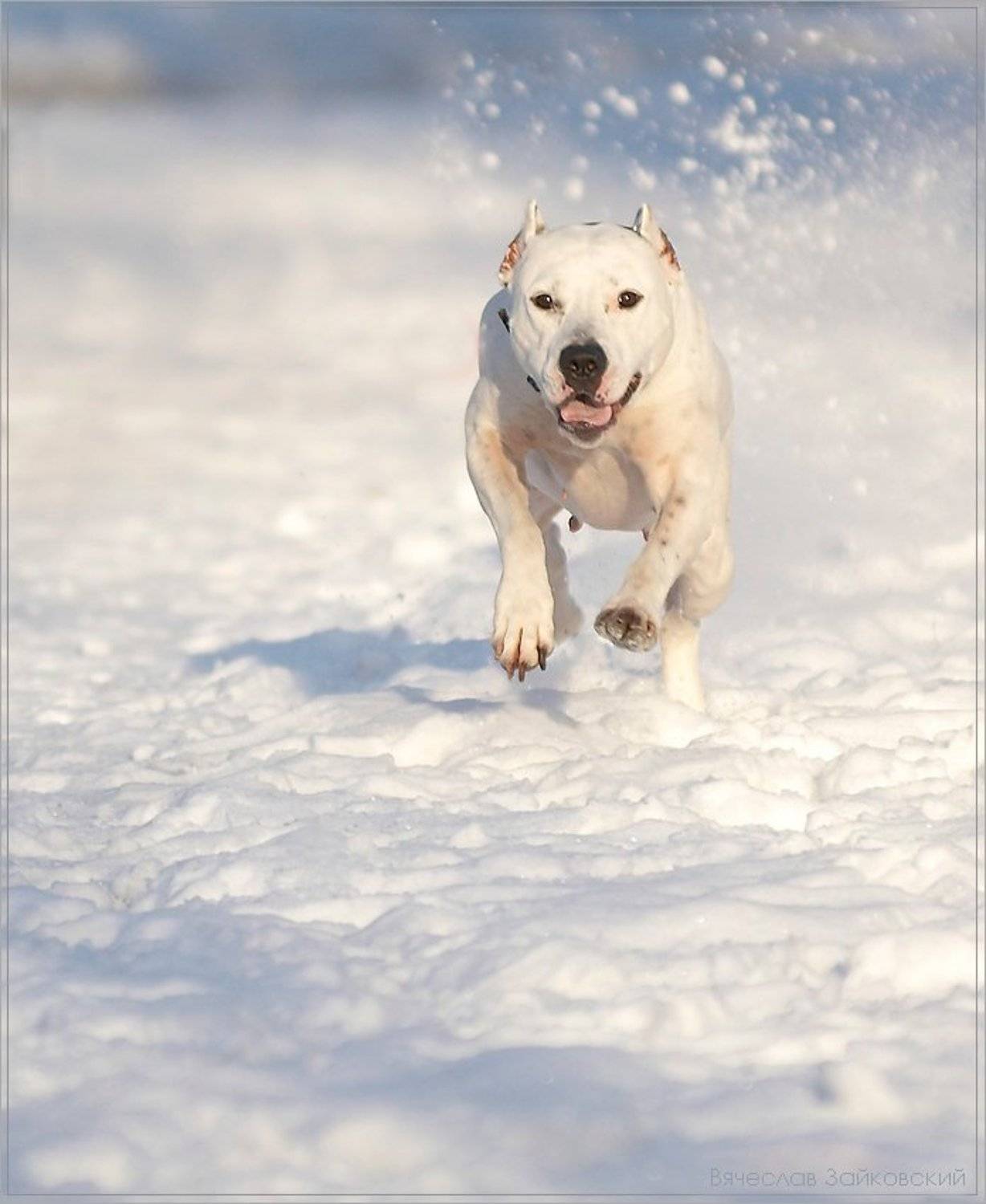 , Вячеслав Зайковский