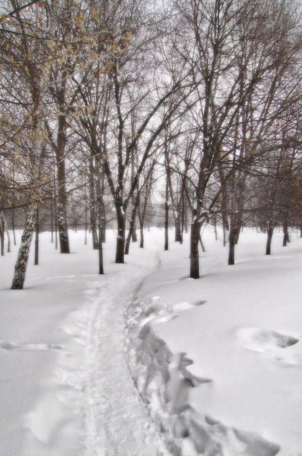 снег, деревья, зима, дорога, природа, парк, Remint